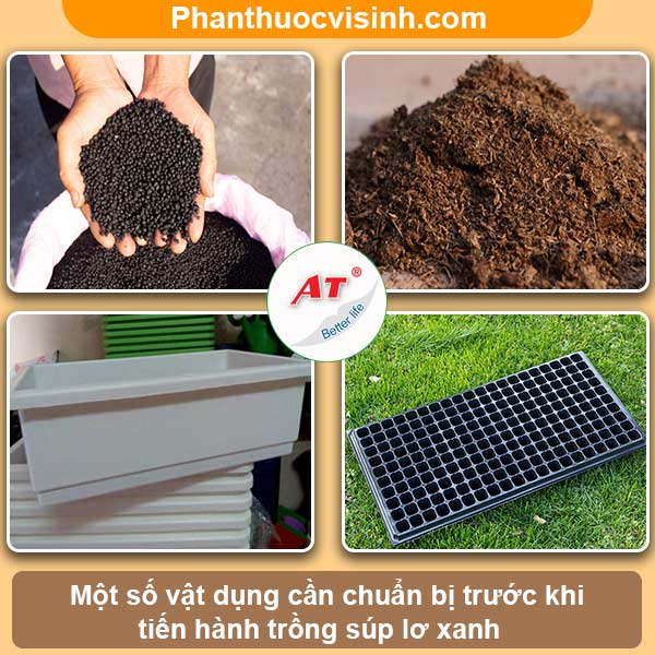 Cách trồng súp lơ xanh đơn giản tại nhà, thu hoạch cả năm