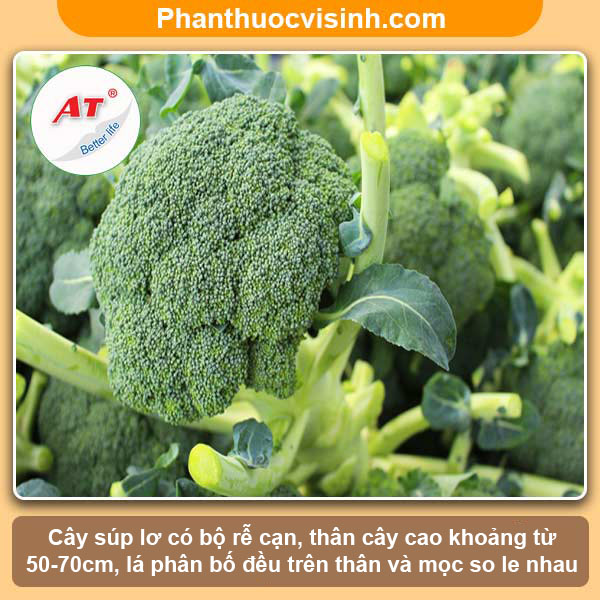 Cách trồng súp lơ xanh đơn giản tại nhà, thu hoạch cả năm