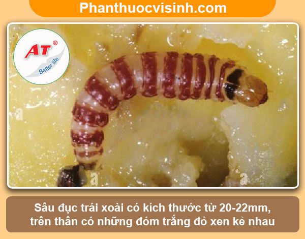 Sâu đục trái xoài: Nhận biết và phòng trừ dứt điểm, an toàn
