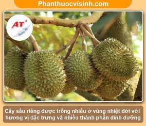 Kỹ thuật trồng sầu riêng ở miền Tây hiệu quả, trái đầy cành