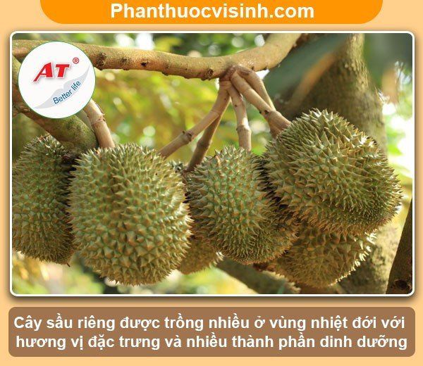 Kỹ thuật trồng sầu riêng ở miền Tây hiệu quả, trái đầy cành