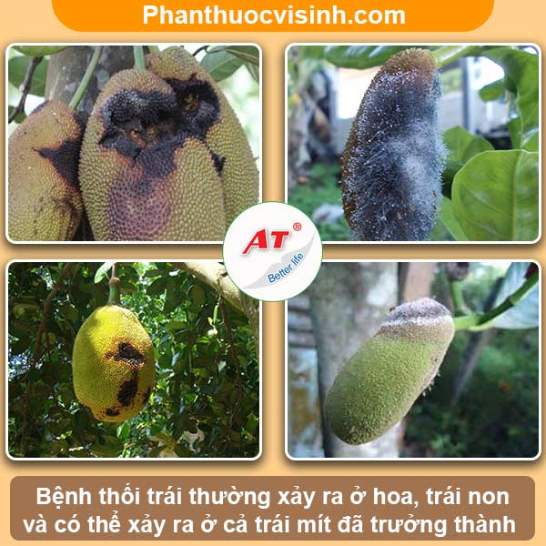 Mít bị thối trái: Nguyên nhân, dấu hiệu và cách phòng trừ