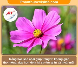 Cách trồng hoa sao nhái và chăm có ra hoa rực rỡ, nở lâu