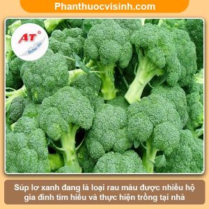 Cách trồng súp lơ xanh đơn giản tại nhà, thu hoạch cả năm