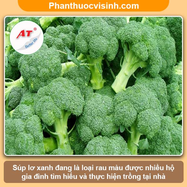 Cách trồng súp lơ xanh đơn giản tại nhà, thu hoạch cả năm