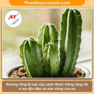 Hướng dẫn cách trồng xương rồng và chăm sóc cho ra hoa đẹp
