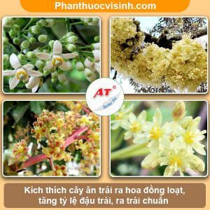 TOP 3 thuốc kích thích ra hoa đồng loạt, nhiều vườn sử dụng