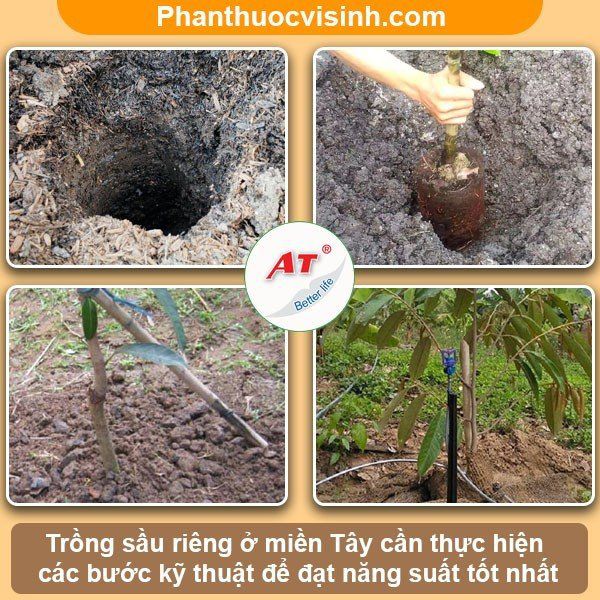Kỹ thuật trồng sầu riêng ở miền Tây hiệu quả, trái đầy cành