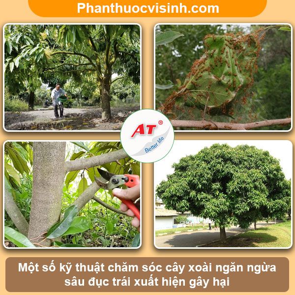 Sâu đục trái xoài: Nhận biết và phòng trừ dứt điểm, an toàn