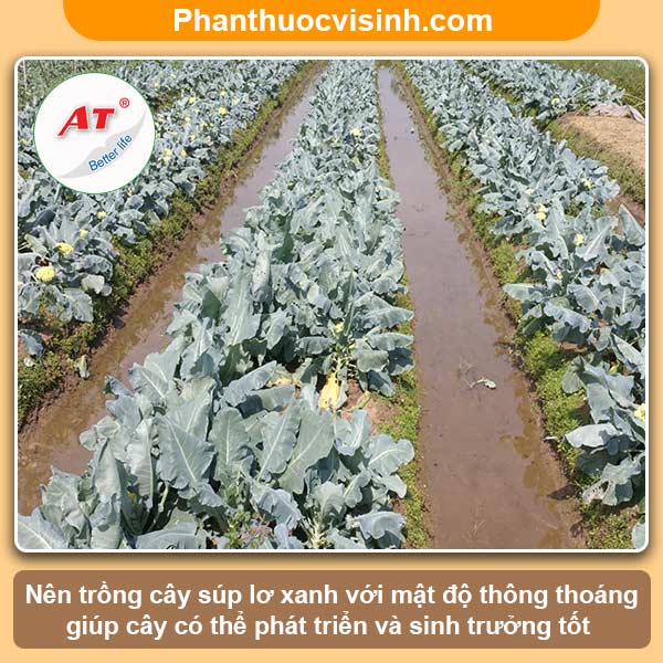 Cách trồng súp lơ xanh đơn giản tại nhà, thu hoạch cả năm