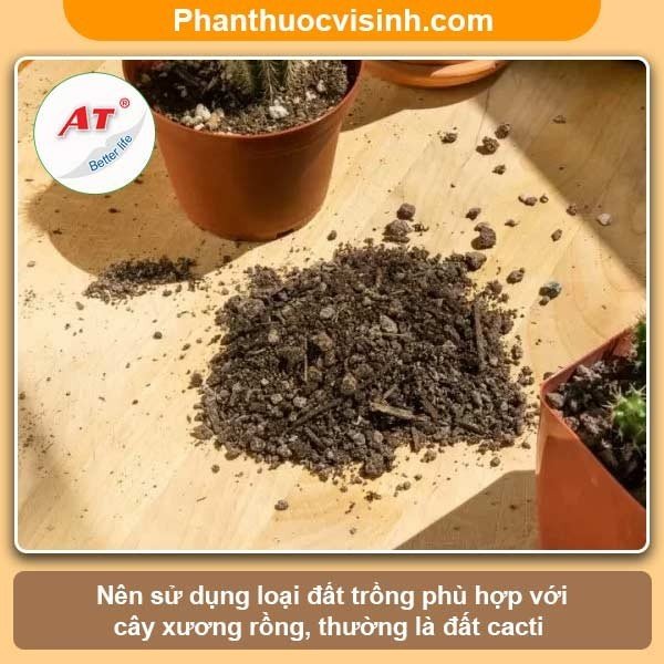 Hướng dẫn cách trồng xương rồng và chăm sóc cho ra hoa đẹp