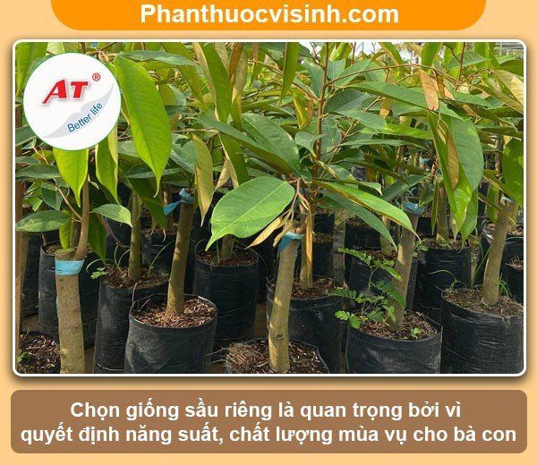 Kỹ thuật trồng sầu riêng ở miền Tây hiệu quả, trái đầy cành