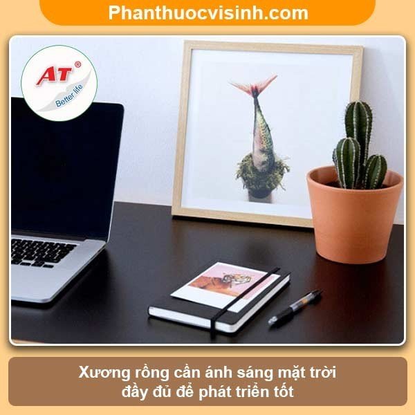 Hướng dẫn cách trồng xương rồng và chăm sóc cho ra hoa đẹp