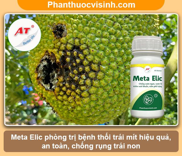 Mít bị thối trái: Nguyên nhân, dấu hiệu và cách phòng trừ