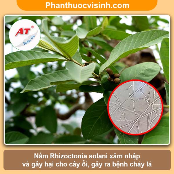 Cây ổi bị cháy lá nguyên nhân do đâu và cách phòng trị