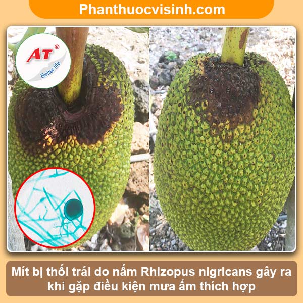 Mít bị thối trái: Nguyên nhân, dấu hiệu và cách phòng trừ