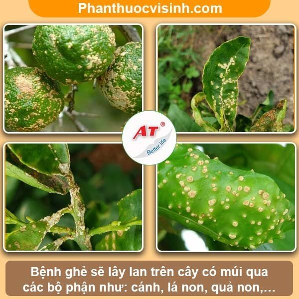 Phòng trị bệnh ghé trên cây có múi hiệu quả, an toàn