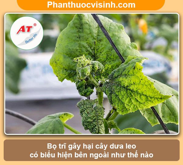 Phòng trừ bọ trĩ hại dưa leo hiệu quả, an toàn không độc hại