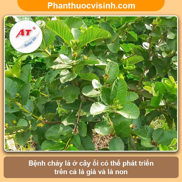 Cây ổi bị cháy lá nguyên nhân do đâu và cách phòng trị