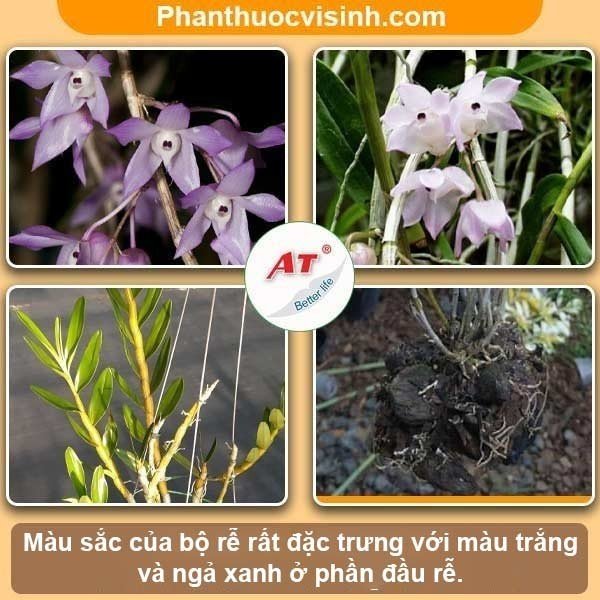 Cách trồng và chăm sóc lan Hoàng Thảo Thậpa Hoa nở rực rỡ