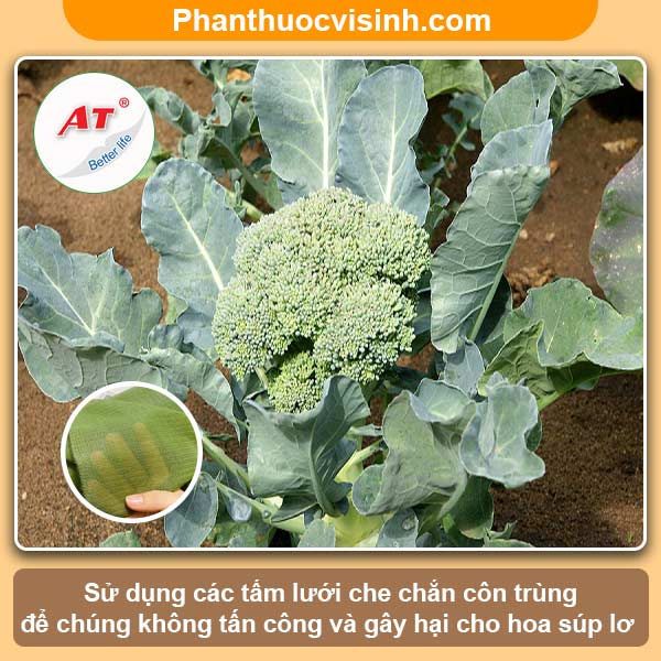 Cách trồng súp lơ xanh đơn giản tại nhà, thu hoạch cả năm