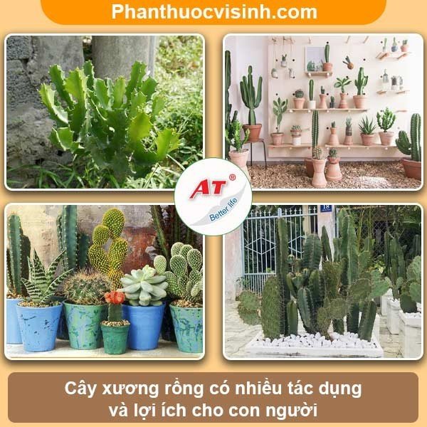 Hướng dẫn cách trồng xương rồng và chăm sóc cho ra hoa đẹp
