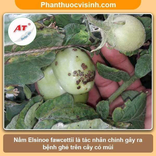 Phòng trị bệnh ghé trên cây có múi hiệu quả, an toàn