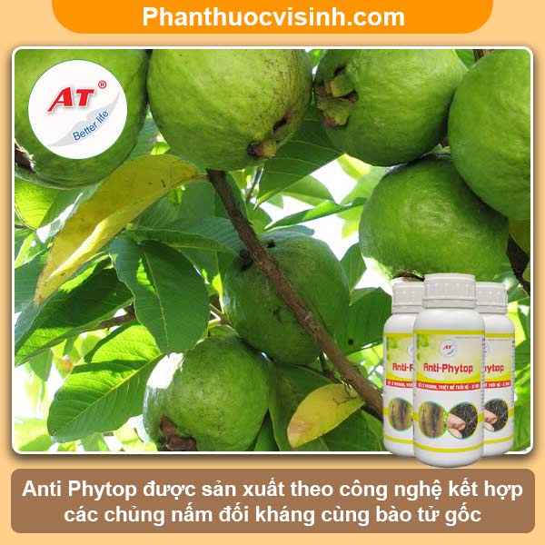 Cây ổi bị cháy lá nguyên nhân do đâu và cách phòng trị