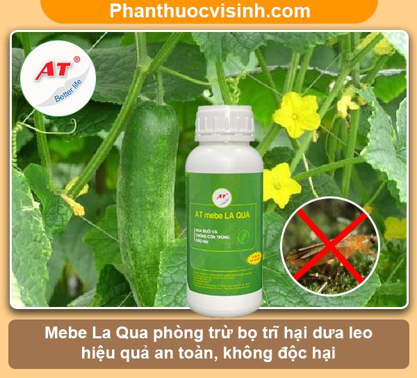 Phòng trừ bọ trĩ hại dưa leo hiệu quả, an toàn không độc hại