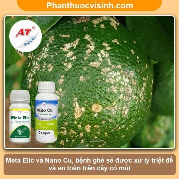 Phòng trị bệnh ghé trên cây có múi hiệu quả, an toàn