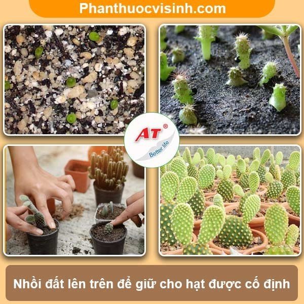 Hướng dẫn cách trồng xương rồng và chăm sóc cho ra hoa đẹp