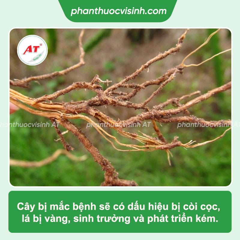 Roto 500ml - Thuốc đặc trị bệnh thối rễ, vàng lá, lở cổ rễ hiệu quả