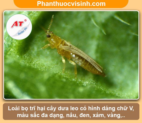 Phòng trừ bọ trĩ hại dưa leo hiệu quả, an toàn không độc hại