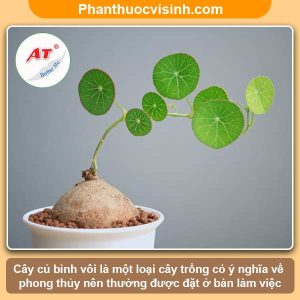 Cách trồng củ bình vôi tại nhà với công dụng thân kỳ