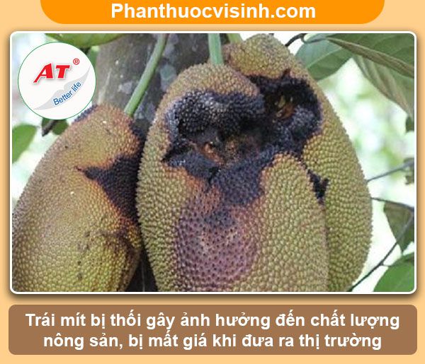 tong quan ve cay mit bi thoi trai