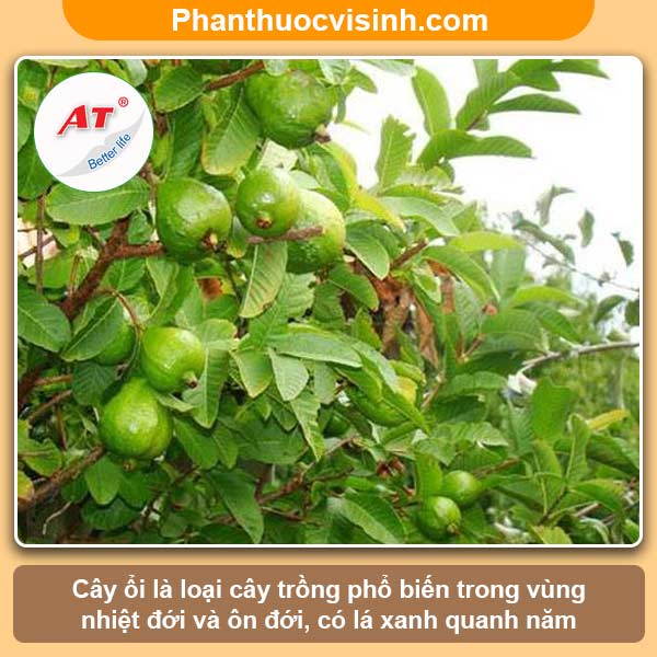 Cây ổi bị cháy lá nguyên nhân do đâu và cách phòng trị