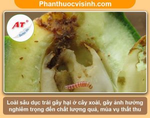 Sâu đục trái xoài: Nhận biết và phòng trừ dứt điểm, an toàn