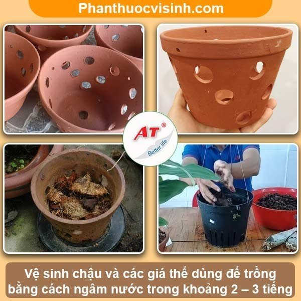 Cách trồng và chăm sóc lan Hoàng Thảo Thậpa Hoa nở rực rỡ