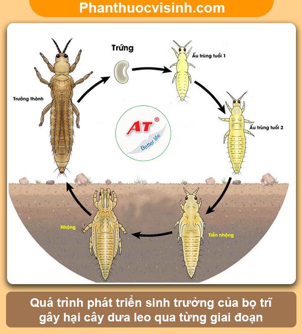 Phòng trừ bọ trĩ hại dưa leo hiệu quả, an toàn không độc hại