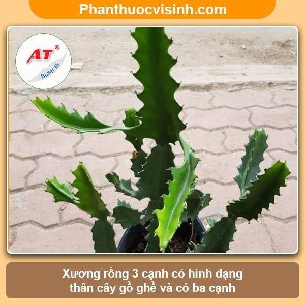 Hướng dẫn cách trồng xương rồng và chăm sóc cho ra hoa đẹp