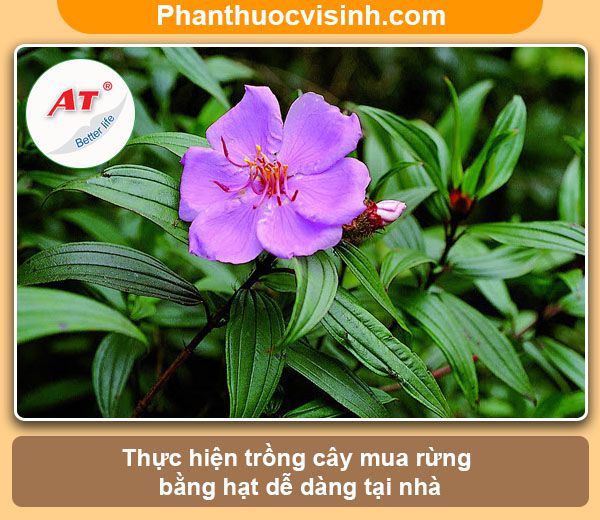 Cây mua rừng: Cách trồng và chăm sóc, ý nghĩa, công dụng