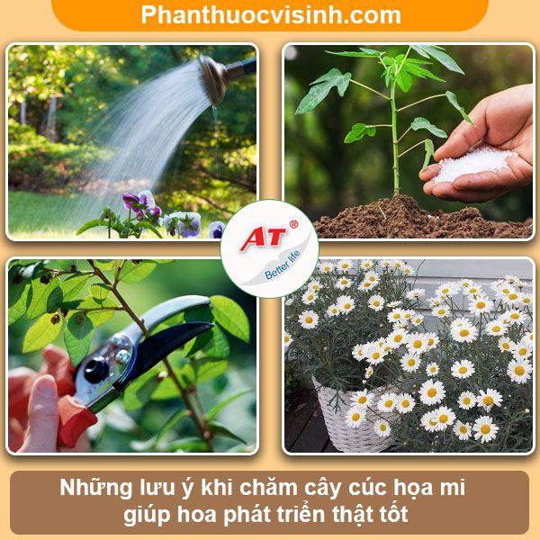 Ý nghĩa, công dụng và cách trồng cúc họa mi hoa nở rực rỡ
