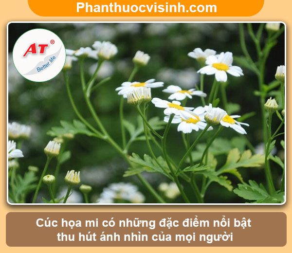 Ý nghĩa, công dụng và cách trồng cúc họa mi hoa nở rực rỡ