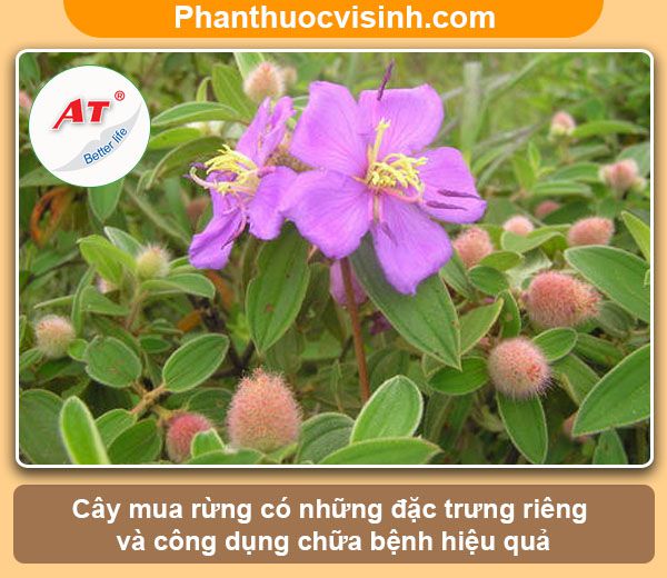 Cây mua rừng: Cách trồng và chăm sóc, ý nghĩa, công dụng