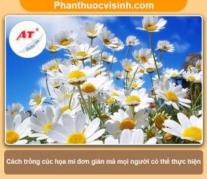 Ý nghĩa, công dụng và cách trồng cúc họa mi hoa nở rực rỡ