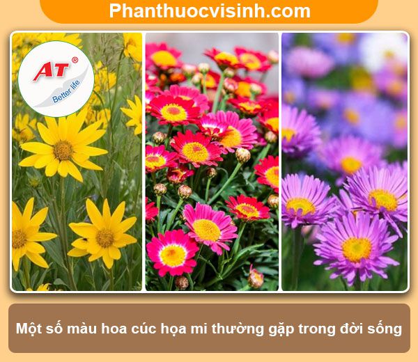 Ý nghĩa, công dụng và cách trồng cúc họa mi hoa nở rực rỡ