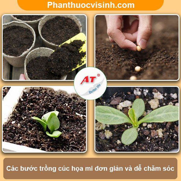 Ý nghĩa, công dụng và cách trồng cúc họa mi hoa nở rực rỡ