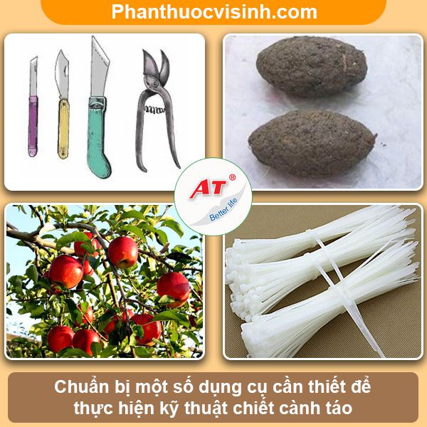 Cách chiết cây táo đơn giản mau ra rễ, nhân giống cây trồng