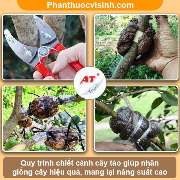 Cách chiết cây táo đơn giản mau ra rễ, nhân giống cây trồng