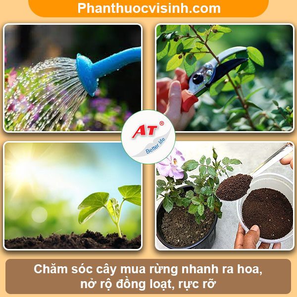 Cây mua rừng: Cách trồng và chăm sóc, ý nghĩa, công dụng